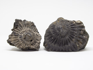 Ammonites. Ancient fossils. Paleontology. The science.