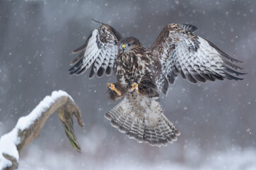 Common buzzard (Buteo buteo) close up