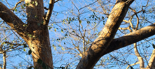 Tree branches with sunlight against winter blue sky. 