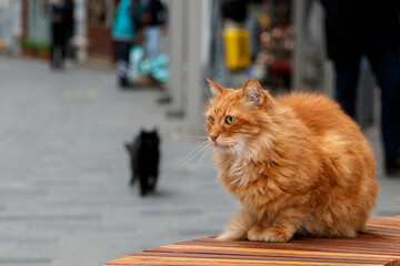 Fototapeta premium Portrait of a red stray cat sitting on a street bench. Istanbul, Turkey.