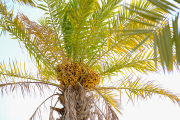 date palm tree on a white background