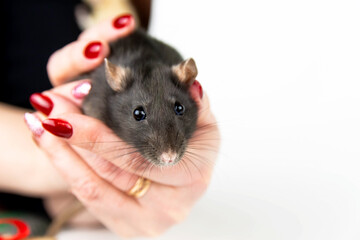 Black rat, mouse in the arm of a woman with a red manicure.