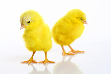 Cute colorful baby chickens sleeping on white background.