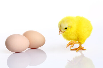 Cute yellow baby chick and eggs on white background.