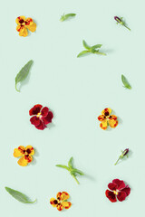 Pattern with natural blossom flowers heartsease and leaves on paper. Small bright blooming buds of flowers pansy.