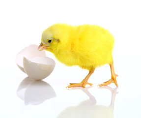 Cute yellow baby chick with egg shell on white background.