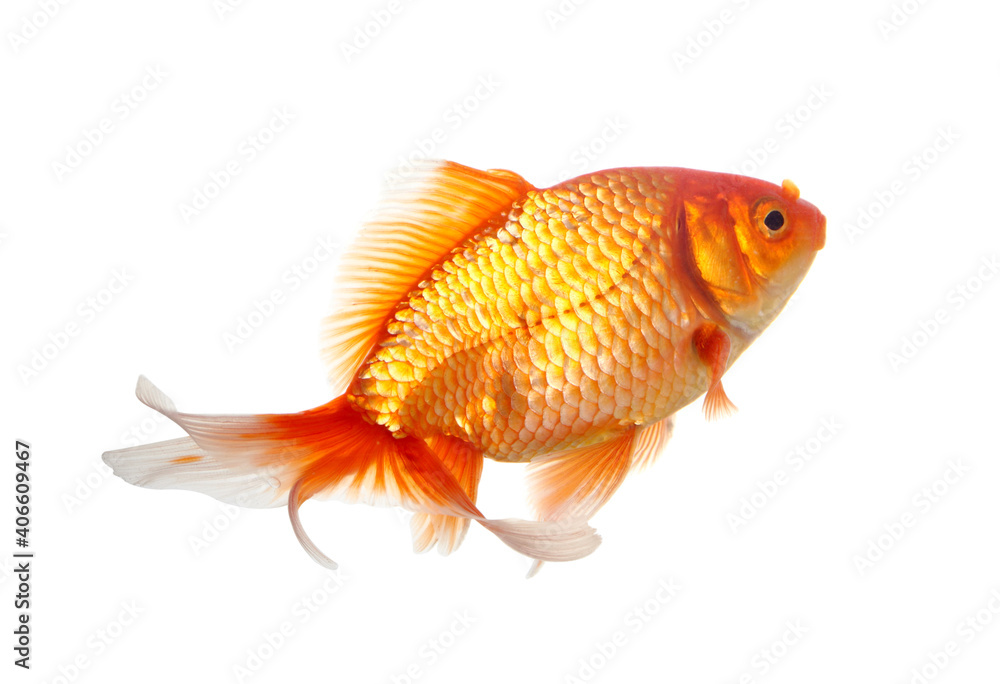 Wall mural Gold fish isolated on white background - Wall murals