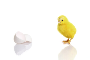 Cute yellow baby chick with egg shell on white background.
