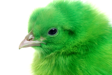 Cute green baby chick head on white background.