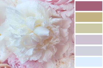 pink flowers colour scheme guide for design