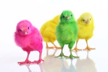 Cute colorful baby chickens sleeping on white background.