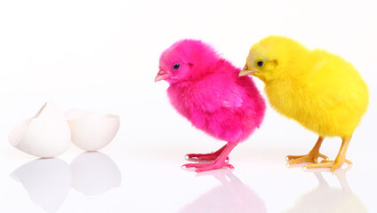 Cute yellow and pink baby chicks with egg shell on white background.