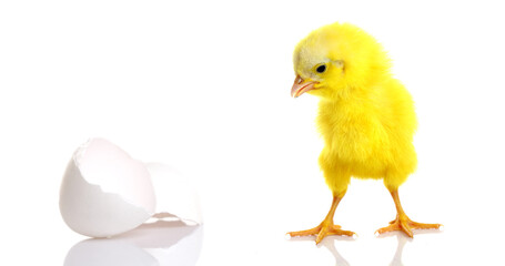 Cute yellow baby chick with egg shell on white background.