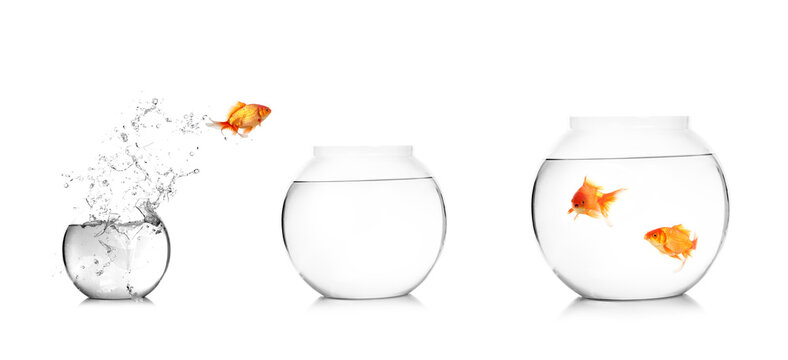 A goldfish jumping out of the broken fishbowl on white background.