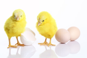 Cute yellow baby chicks with eggs and shell on white background.