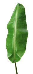 fresh banana leaf isolated on white background