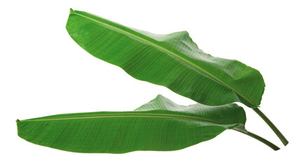 fresh banana leaf isolated on white background