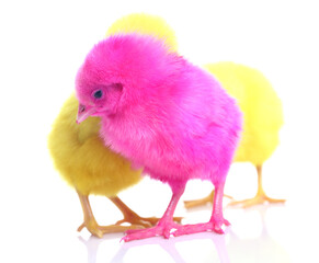 Cute colorful baby chickens sleeping on white background.