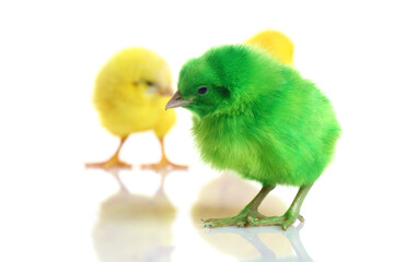 Cute colorful baby chickens sleeping on white background.