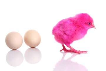 Cute pink baby chick with egg on white background.