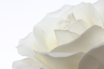 Fototapeta na wymiar A single white Rose isolated on white background