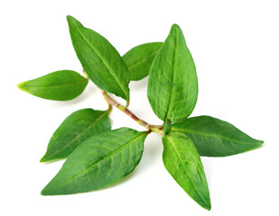 Obraz premium fresh laksa herb isolated on white background