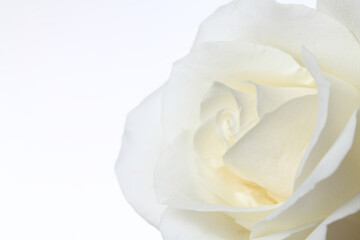 A single white Rose isolated on white background