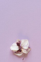 A dried orchid flower on a lilac backdrop. Minimalistic background for greeting or invitation card with copy space.