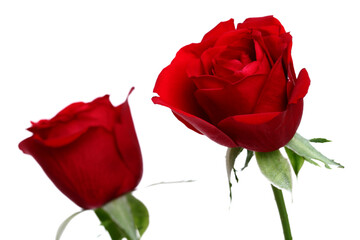 two red roses isolated on white
