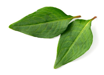 Obraz premium fresh laksa leaves isolated on white background, top view