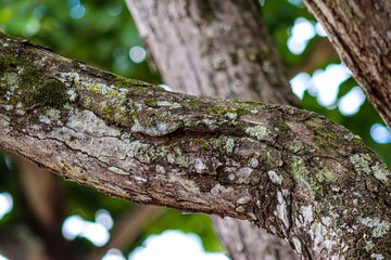 Obraz premium tree trunk with moss