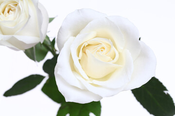 A single white Rose isolated on white background