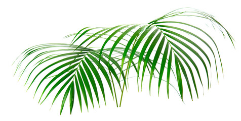 Fototapeta na wymiar fresh palm leaves isolated on white background