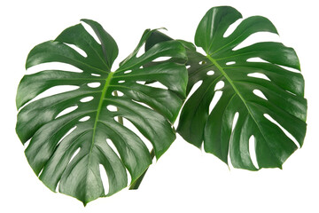 fresh monstera leaf isolated on white backround © Amy Lv