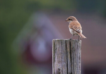 The red-backed shrike (Lanius collurio) is a carnivorous passerine bird and a member of the shrike family Laniidae.