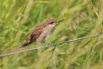 The red-backed shrike (Lanius collurio) is a carnivorous passerine bird and a member of the shrike family Laniidae.