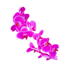 Fototapeta na wymiar Purple orchid flower isolated on white background