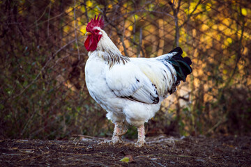 White Rooster. Portrait. Autumn background. View from the side, under the open sky in nature.