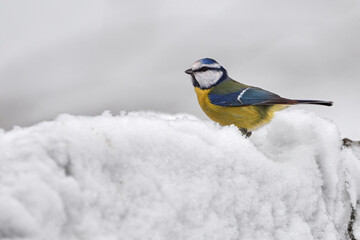 Blue tit (Cyanistes caeruleus) bird in winter snow