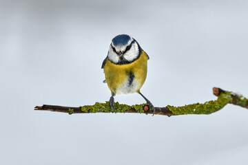 Blue tit (Cyanistes caeruleus) bird stands on moss grown branch on a cold winter day