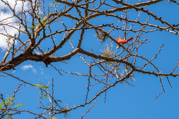 A Northern Cardinal in Boyce Thompson Arboretum SP, Arizona