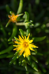 A yellow Wolly Sunflower in Boyce Thompson Arboretum SP, Arizona