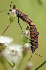 Mating ritual in the flowers.