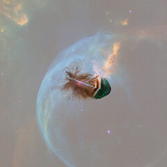 Small feather with coloured background