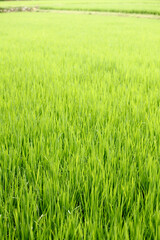 green field of wheat