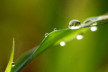 water drops on a green grass