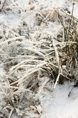 Large crystals of frost on withered grass.