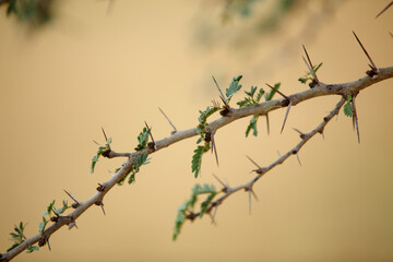 thorns on a branch