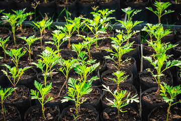 Bed Of Seedlings From Nursery Farm . Planting Organic Small Vegetable Plant