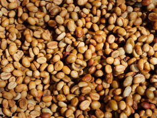 Fresh unroasted coffee bean, Group of Robusta coffee beans dry in the sun